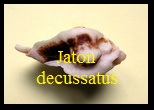 Jaton decussatus, Gmelin 1791