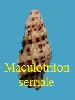 Maculotriton serriale, Deshayes 1834