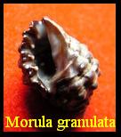 Morula granulata, Duclos 1832 