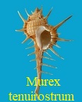 Murex tenuirostrum, Lamarck 1822