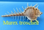 Murex troscheli, Lischke 1868