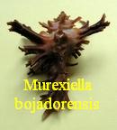 Murexiella bojadorensis, Locard 1897