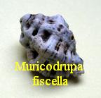 Muricodrupa fiscella, Gmelin 1791