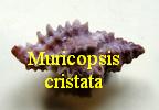 Muricopsis (Muricopsis) cristata, Brocchi 1814