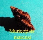 Muricopsis marcusi, Vokes 1994