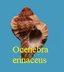 Ocenebra erinaceus, Linne 1758