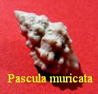 Pascula muricata, Reeve 1844 