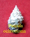 Pascula ochrostoma, Blainville 1832