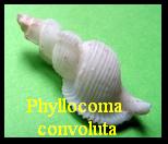 Phyllocoma convoluta, Broderip, W.J., 1833 