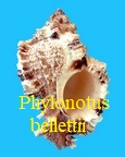 Phyllonotus bellettii Petuch, Berschauer & C. L. Powell, 2024