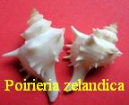 Poirieria (Poirieria) zelandica, Quoy & Gaimard 1833