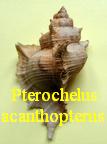 Pterochelus acanthopterus, Lamarck 1816