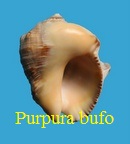 Purpura bufo, Lamarck 1822