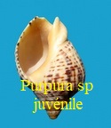 Purpura sp juvenile