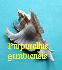 Purpurellus gambiensis, Reeve 1845