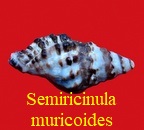 Semiricinula muricoides, de Blainville 1832