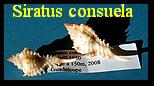 Siratus consuela, Verrill 1950 