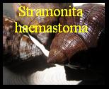 Stramonita haemastoma haemastoma