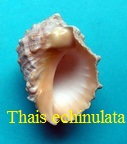 Thais echinulata, Lamarck 1822