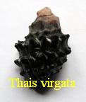 Thais virgata, Dillwyn 1807