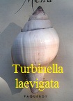 Turbinella laevigata, Anton 1839