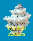 Tylothais aculeata, Deshayes 1844 