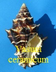 Vasum ceramicum, Linne 1758