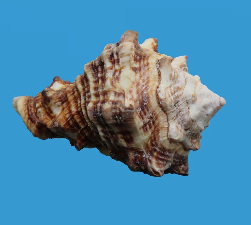 Vasum rhinoceros - (Gmelin, 1791) Vasurhin_0