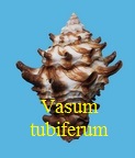 Vasum tubiferum, Anton 1838