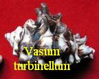 Vasum turbinellum, L. 1758
