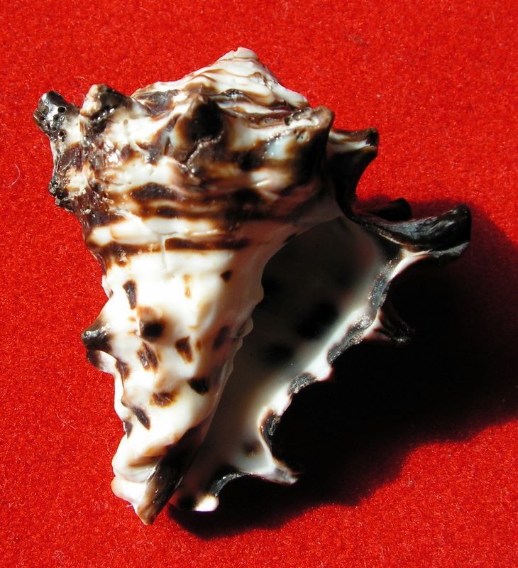 Vasum turbinellus - (Linnaeus, 1758) Vasturc13