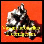 Vasum turbinellus f. cornigerum, Lamarck 1822 