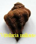 Vitularia miliaris, Gmelin 1791
