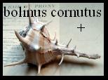 bolinus cornutus + 