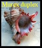 Murex duplex