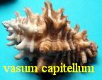 vasum capitellum, Linné 1758 