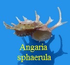 Angaria sphaerula, Kiener 1839
