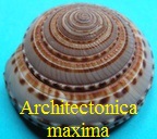 Architectonica (Maxima) maxima, Philippi 1849