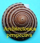 Architectonica (Perspectiva) perspectiva, Linné 1758