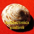 Architectonica gualtierii, Bieler 1993