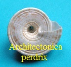 Architectonica perdrix, Hinds 1844