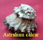 Astralium calcar, Linné 1758