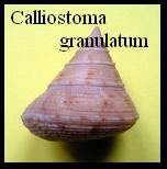 Calliostoma granulatum, Born 1778 