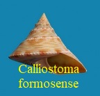 Calliostoma formosense, Smith 1907