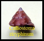 Calliostoma zizyphinum, Linné 1758