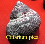 Cittarium pica, Linné 1758