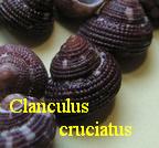 Clanculus cruciatus, Linné 1758