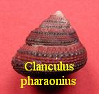 Clanculus pharaonius, Linné 1758