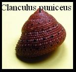Clanculus puniceus, Philippi, R.A., 1846 