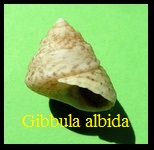 Gibbula (Gibbula) albida, Gmelin 1791